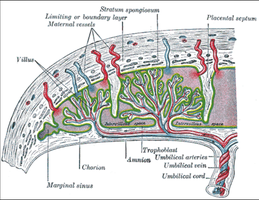 Histological diagram of placenta showing maternal and fetal blood flow