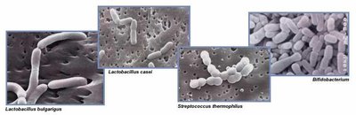 Images of beneficial gut bacteria