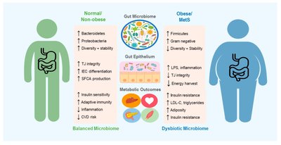 Diagram comparing balanced and dysbiotic microbiomes