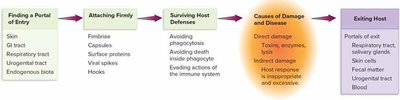 Flowchart of infection process: contact, invasion, infection