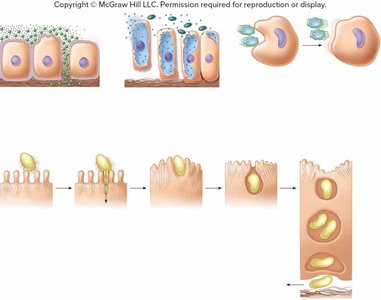 Diagram of bacterial invasion and virulence factors