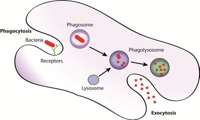 Diagram of capsule preventing phagocytosis