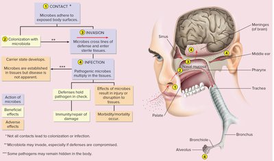 Diagram showing contact, invasion, and infection stages in human body