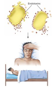 Diagram of endotoxin effects causing fever