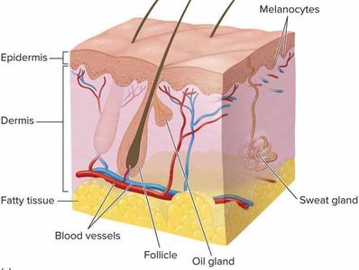 Diagram of skin structure showing epidermis, dermis, glands, and follicles