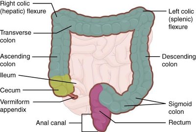 Diagram of the large intestine showing anatomical regions