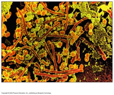 Microscopic image of gut microbiota