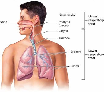 Diagram of respiratory tract showing upper and lower regions