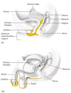 Diagram of female and male genitourinary tracts