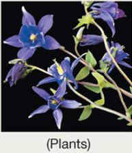 Plants