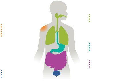 Distribution of normal microbiota in the human body