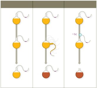 Pasteur's S-necked flask experiment