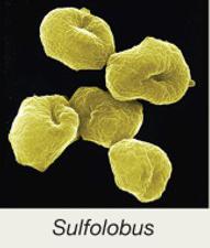 Sulfolobus