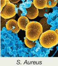 S. aureus