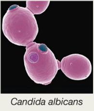 Candida albicans