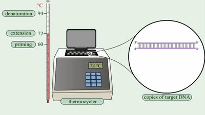 PCR thermocycler and temperature steps