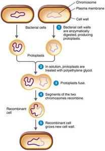 Protoplast fusion process