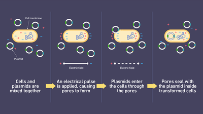 Electroporation process