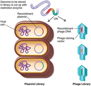 cDNA synthesis from mRNA