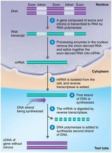 Synthetic DNA machine