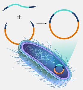 Vector and cloning in bacteria