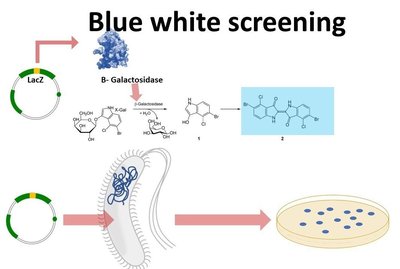 Blue-white screening process