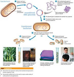 Overview of recombinant DNA procedures