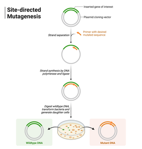 Site-directed mutagenesis process