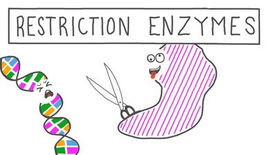 Restriction enzymes cartoon