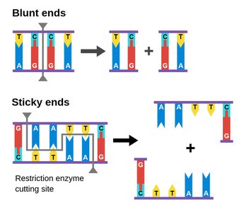 Blunt ends vs sticky ends