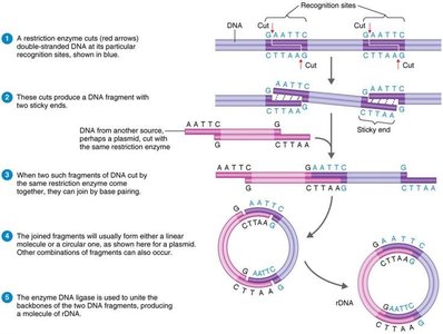 Restriction enzyme cutting and ligation