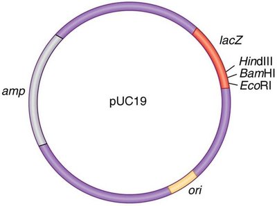 Plasmid vector map