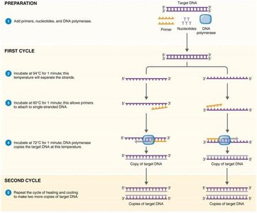 PCR overview