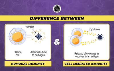 Diagram showing difference between humoral and cell-mediated immunity