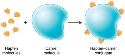 Diagram showing hapten-carrier conjugate formation