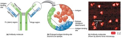 Diagram of antibody structure, showing variable and constant regions