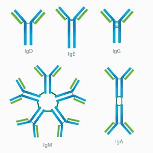 Diagram showing different immunoglobulin classes (IgG, IgM, IgA, IgD, IgE)