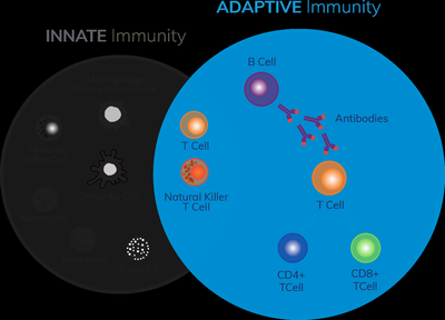 Diagram comparing innate and adaptive immunity, showing B cells, T cells, and antibodies in adaptive immunity