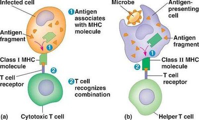 Diagram showing antigen presentation by MHC molecules