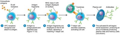 Diagram of different types of antigen-presenting cells (APCs)