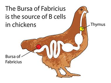 Bursa of Fabricius in chickens, source of B cells
