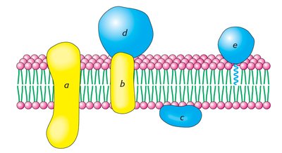 Membrane protein types diagram