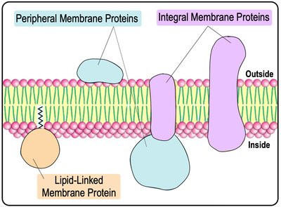 Membrane protein types diagram