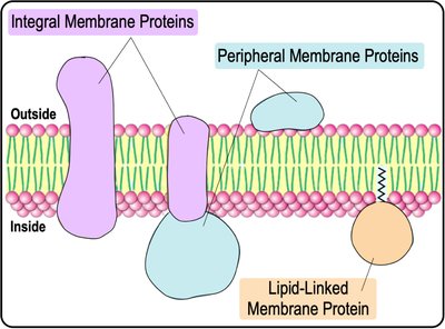 Membrane protein types diagram