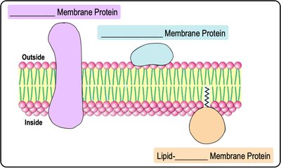 Membrane protein types diagram