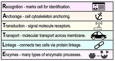 Membrane protein functions mnemonic