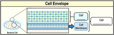 Diagram of cell envelope layers in a bacterial cell