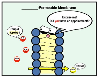 Selective permeability cartoon