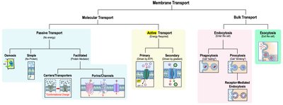 Map of membrane transport mechanisms