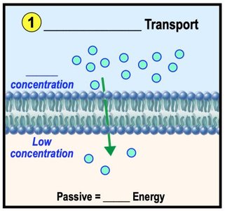 Passive transport diagram